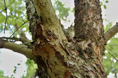Planera aqatica - planera bažinná - borka (2)